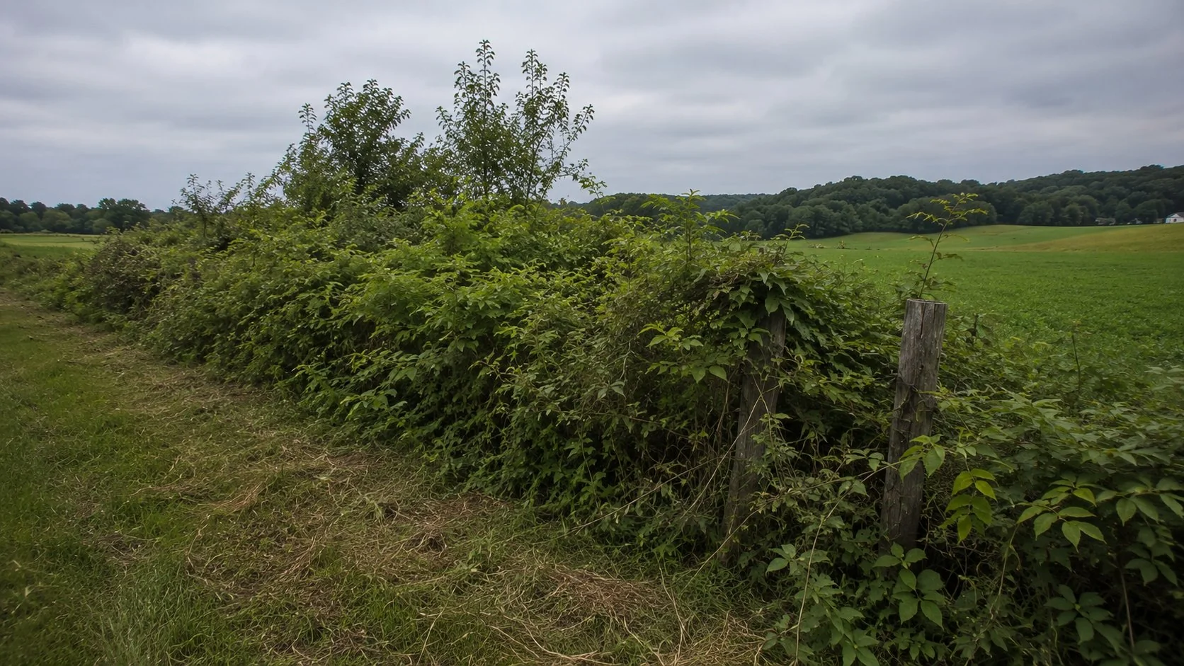 Overgrown Ohio farm fence line with vegetation encroaching on wire fence