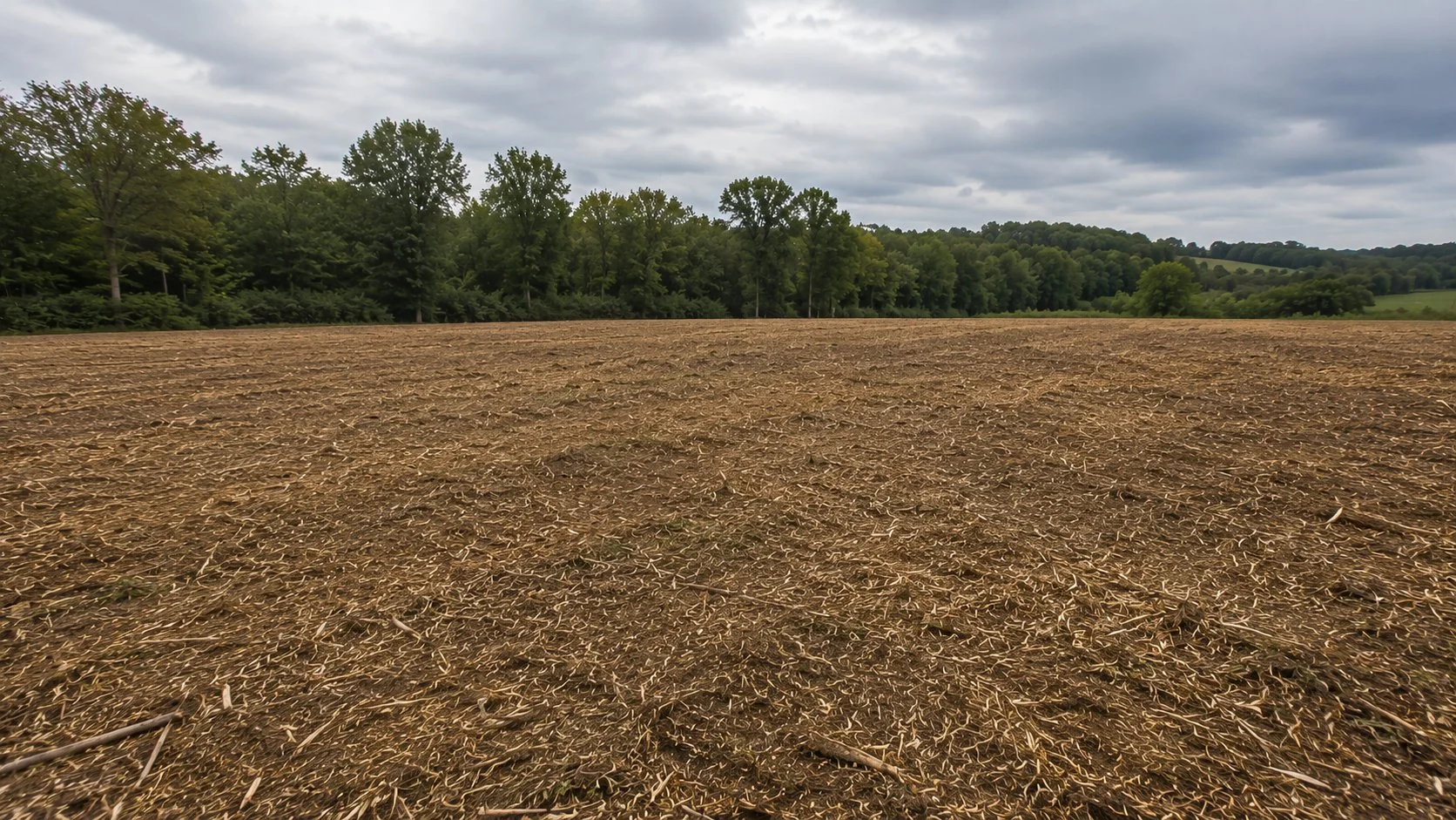 Freshly forestry-mulched area in Central Ohio with uniform wood chip layer and Ohio hardwood tree line