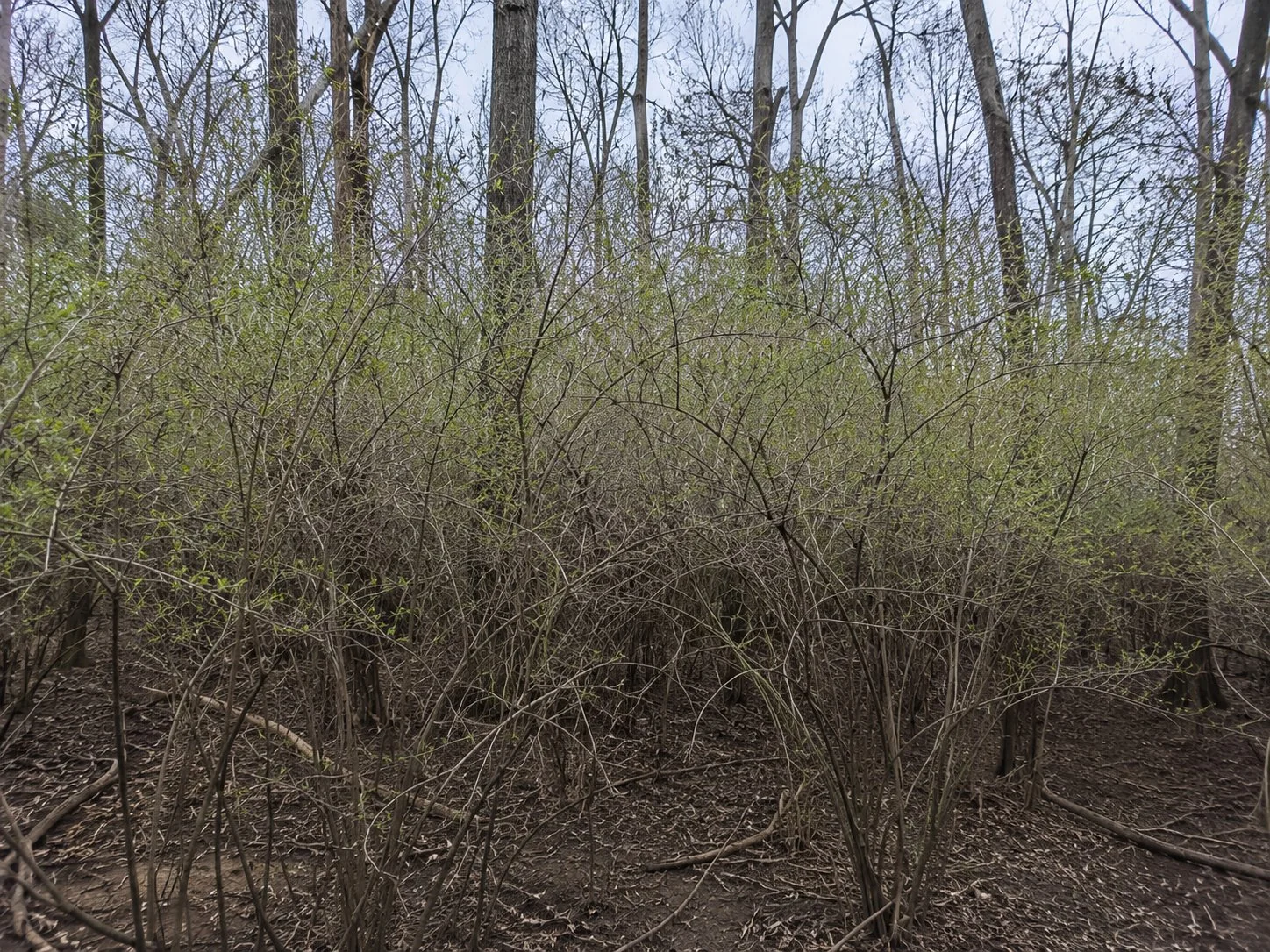 Dense bush honeysuckle infestation in an Ohio woodland understory