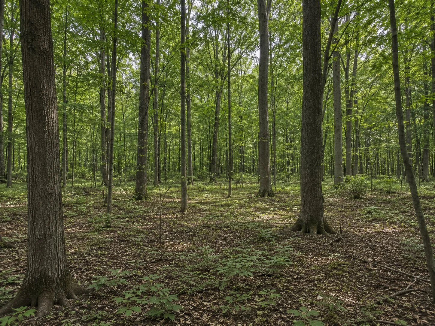 Ohio hardwood woodland after invasive species removal with open forest floor and returning native vegetation