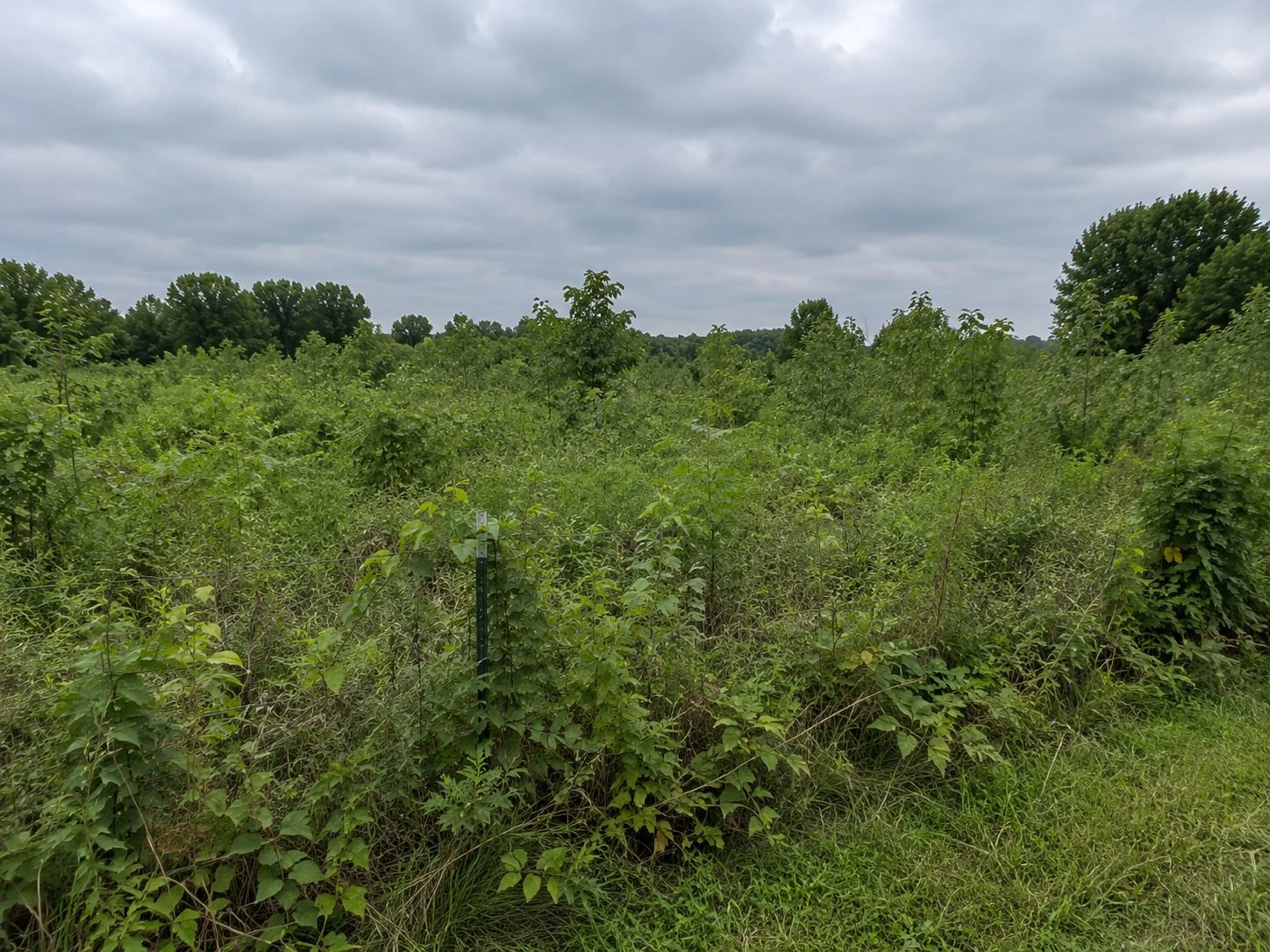 Overgrown wooded property near Newark Ohio with dense brush and invasive species
