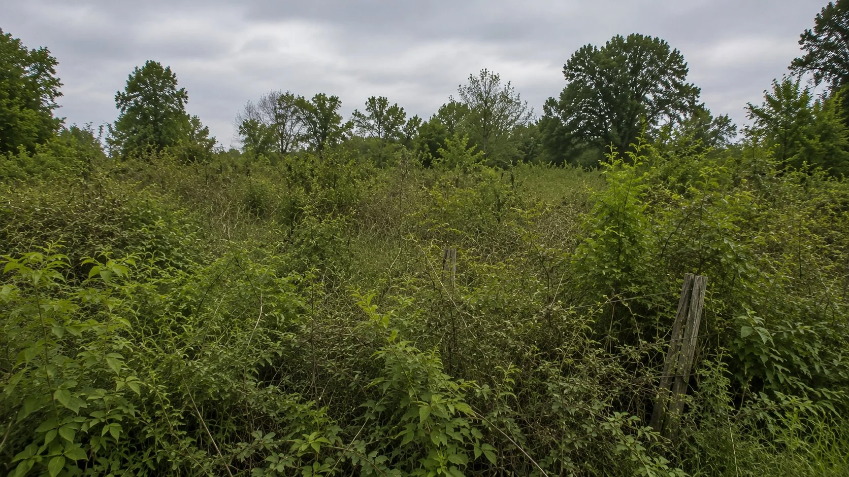 Abandoned Central Ohio pasture overtaken by brush and invasive shrubs